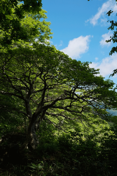 d0237340_10040108.gif