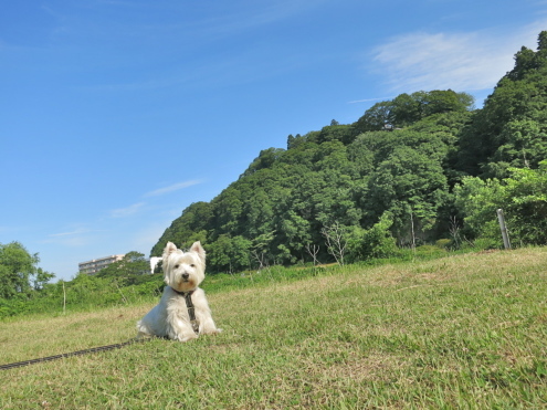 そろそろ、来週あたりですか?_c0260460_16370796.jpg