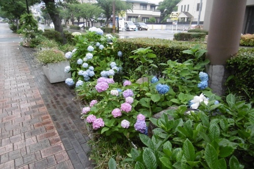 梅雨時はアジサイ通り_f0205367_17390878.jpg