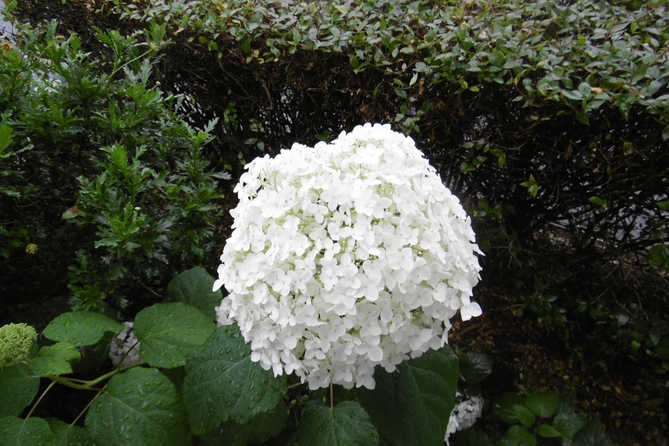 梅雨時はアジサイ通り_f0205367_17431891.jpg