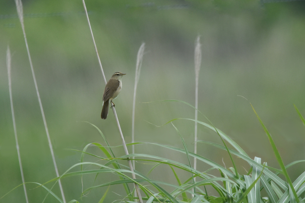 高原の鳥さん Ⅱ コヨシキリ_f0053272_10335239.jpg
