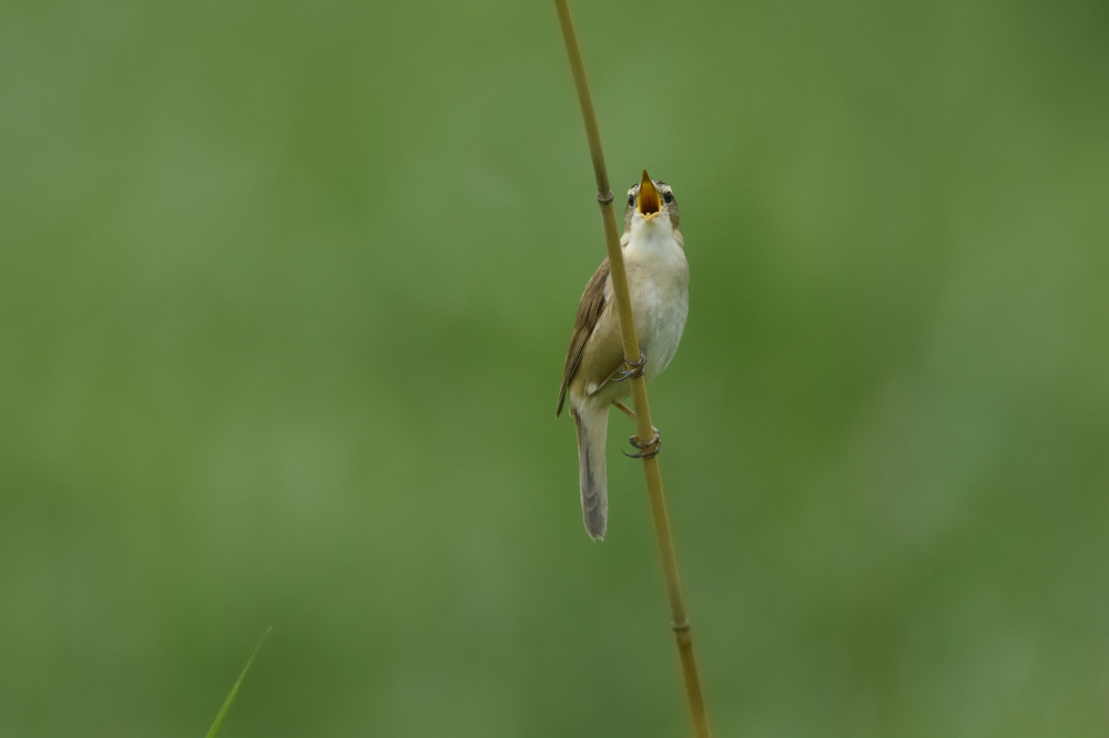 高原の鳥さん Ⅱ コヨシキリ_f0053272_10372719.jpg