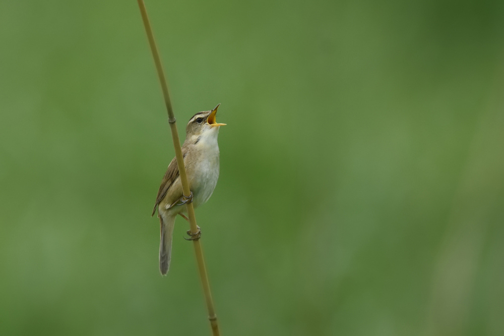 高原の鳥さん Ⅱ コヨシキリ_f0053272_10374545.jpg