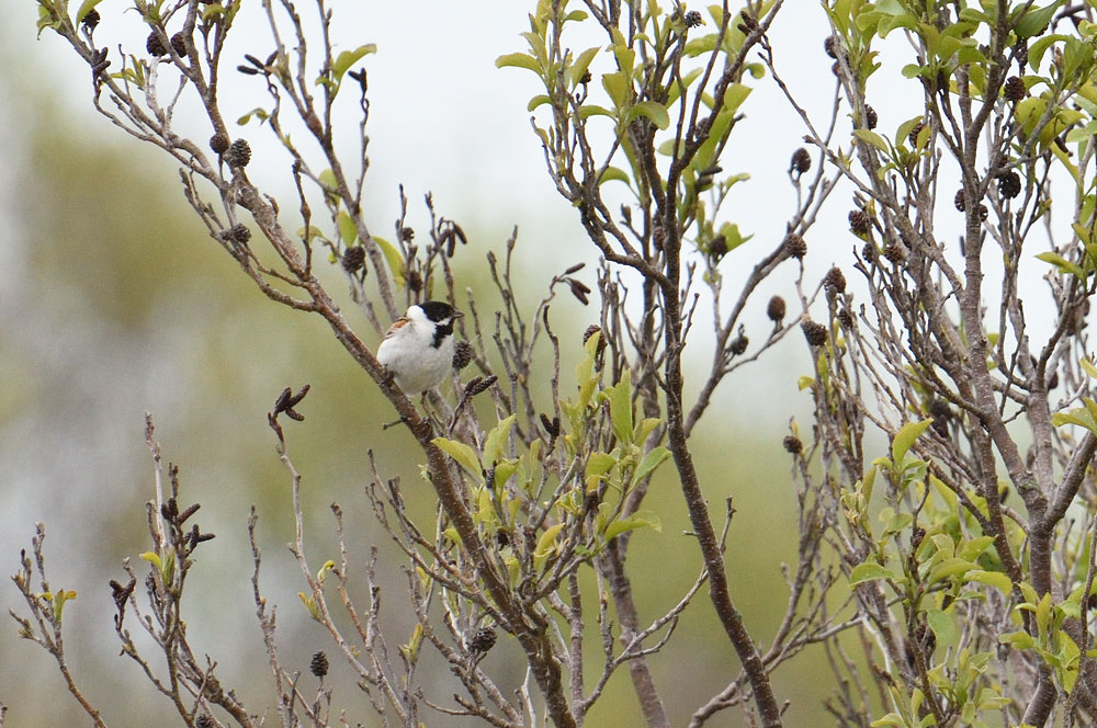 最北の野鳥たち　その３　原野の午前中_a0035279_99299.jpg