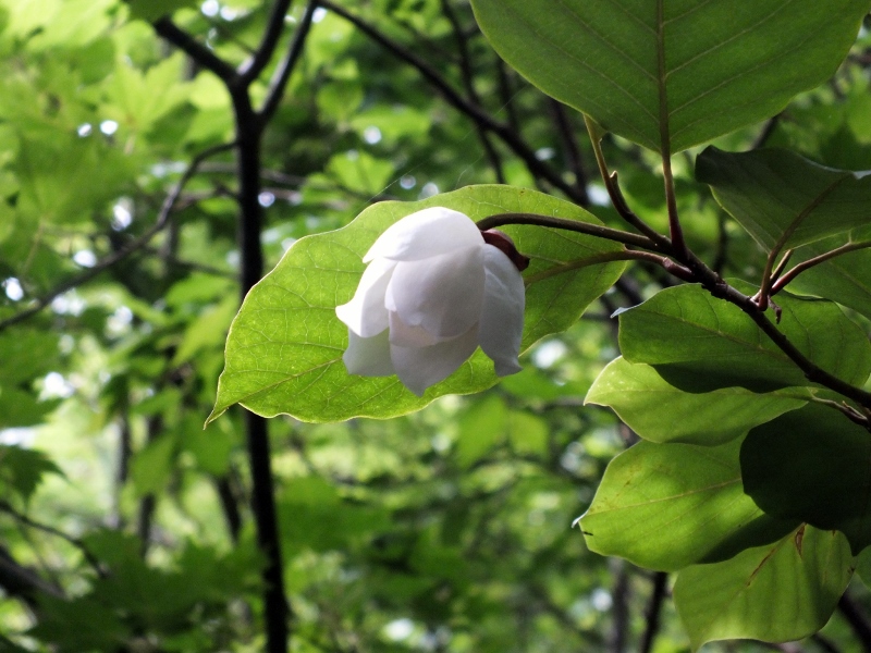 くじゅうオオヤマレンゲ（猟師岳麓）_f0082181_1054185.jpg