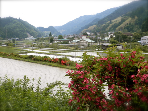 田んぼの風景_c0059782_2042475.jpg