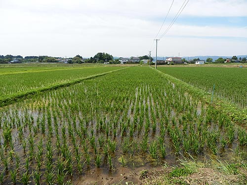 6月11日の田んぼ(上目黒小・枝野小)_d0247484_1345721.jpg