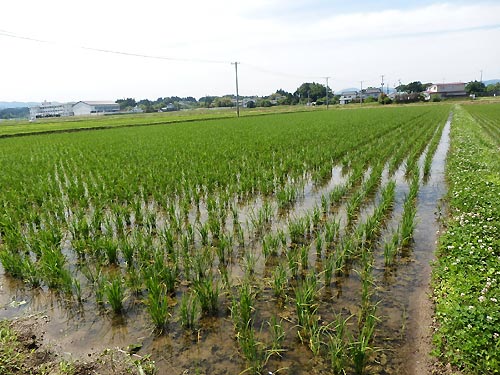 6月11日の田んぼ(上目黒小・枝野小)_d0247484_13484125.jpg