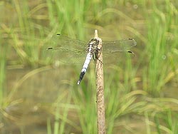 6月11日の田んぼ(月光原小・西根小)_d0247484_157123.jpg