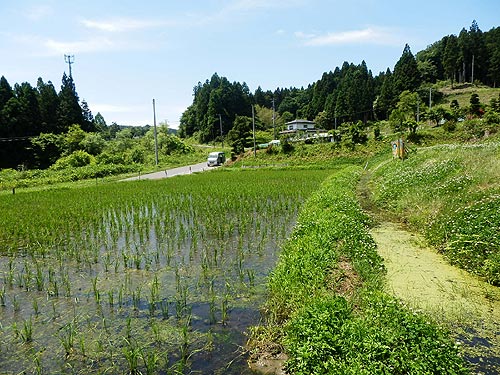 6月11日の田んぼ(月光原小・西根小)_d0247484_159381.jpg