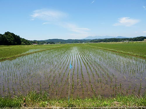 6月11日の田んぼ(目黒角田絆交流田)_d0247484_16305676.jpg
