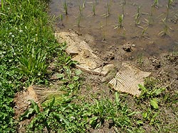 6月11日の田んぼ(目黒角田絆交流田)_d0247484_1636510.jpg