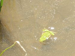 6月11日の田んぼ(目黒角田絆交流田)_d0247484_1637233.jpg