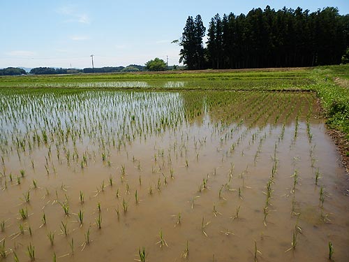 6月11日の田んぼ(目黒角田絆交流田)_d0247484_1639134.jpg