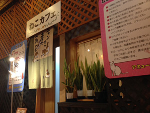 会津初の猫カフェopen アミューズパーク会津店に行ってきました By ぐるっと会津 会津のグルメ ランチ 求人 観光 ぐるっと会津 ブログ