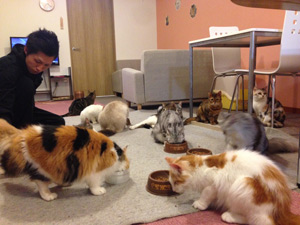 会津初の猫カフェopen アミューズパーク会津店に行ってきました By ぐるっと会津 会津のグルメ ランチ 求人 観光 ぐるっと会津 ブログ