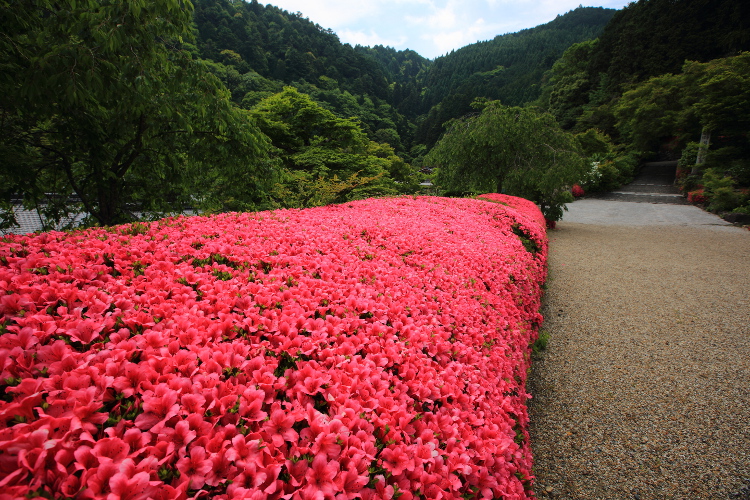 善峯寺_e0051888_6104064.jpg