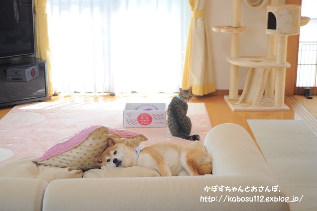 親の背中_a0126590_05525256.jpg
