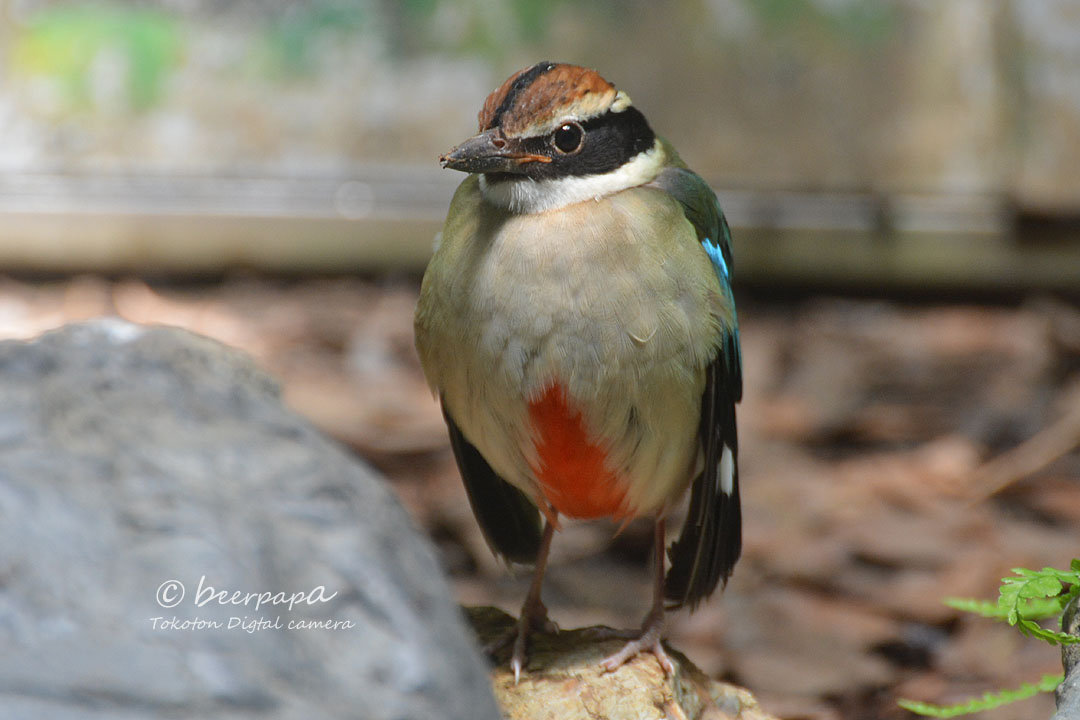 ヤイロチョウ 八色鳥 高知市 とことんデジカメ