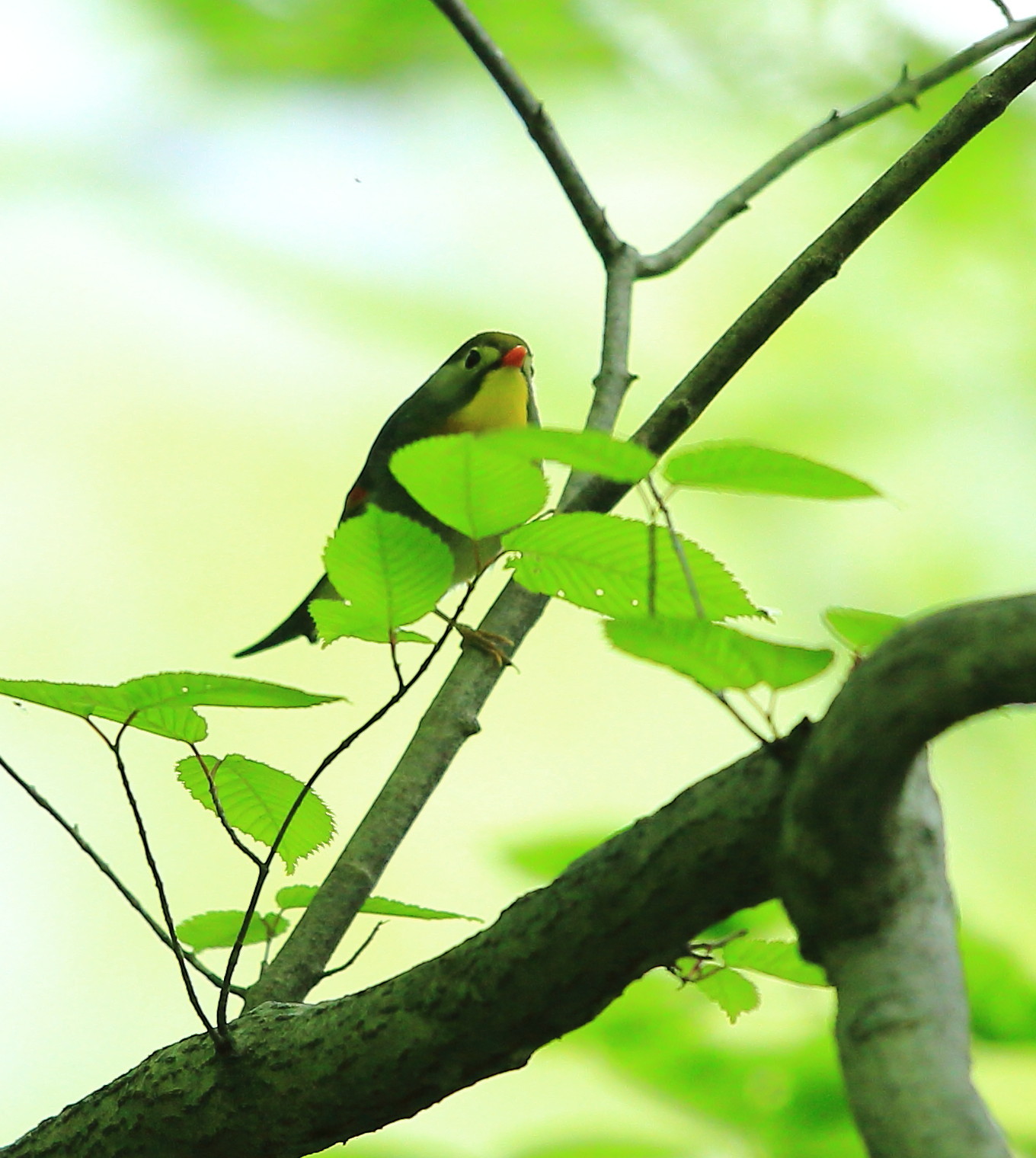 高原の夏鳥！_c0319902_10310961.jpg