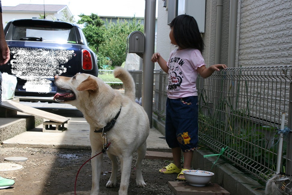 きなこちゃん・・里親さま決まりました！_f0242002_1055887.jpg