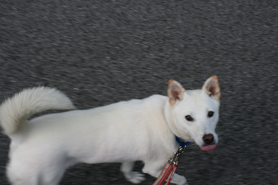 真っ白なあんこです_f0242002_1150362.jpg