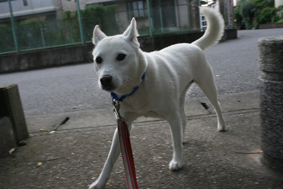真っ白なあんこです_f0242002_11533212.jpg