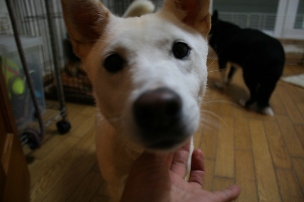 真っ白なあんこです_f0242002_11542119.jpg