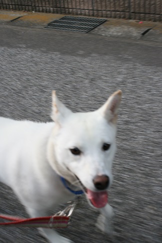 真っ白なあんこです_f0242002_12562056.jpg