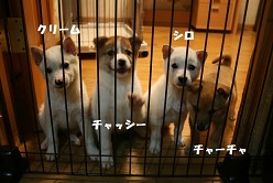 真っ白なあんこです_f0242002_1414335.jpg