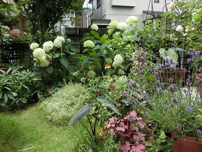 色んな夏の花も開花の準備ですっ！_e0234004_2049285.jpg