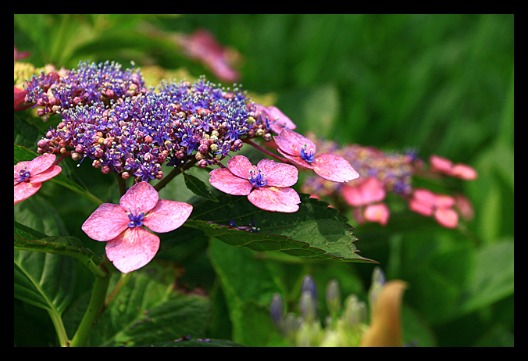 近所の紫陽花は見事です_b0014607_19141025.jpg