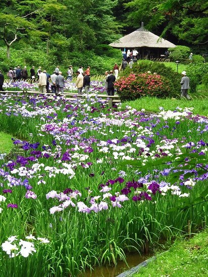 明治神宮の花菖蒲苑_e0255509_20131933.jpg