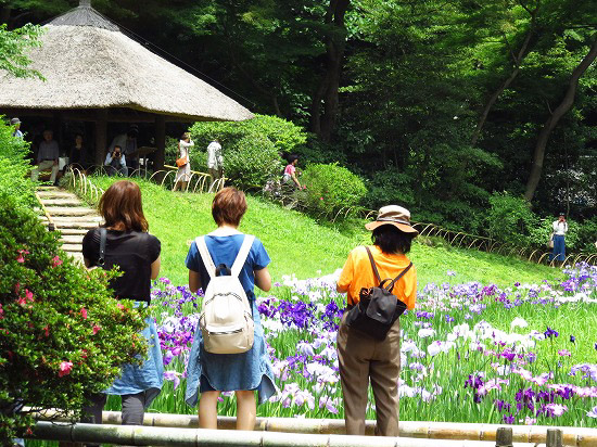 明治神宮の花菖蒲苑_e0255509_20143691.jpg