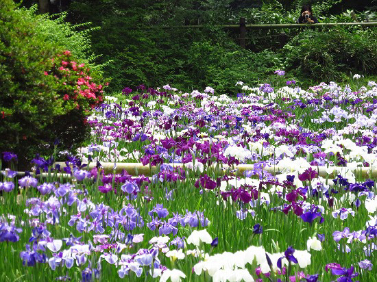 明治神宮の花菖蒲苑_e0255509_20191967.jpg