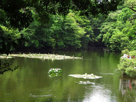 明治神宮の花菖蒲苑_e0255509_20265790.jpg