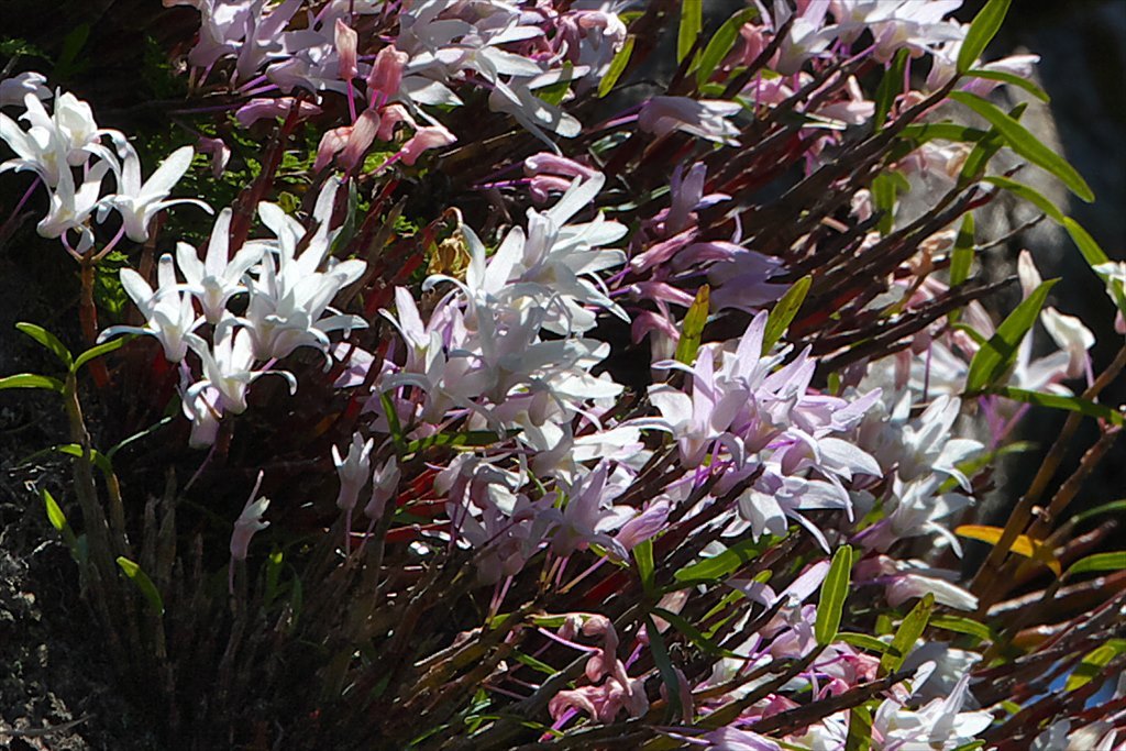 セッコクの花（宮島弥山） 2015.06_c0346710_17560025.jpg