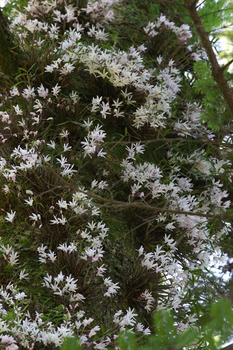 セッコクの花（宮島弥山） 2015.06_c0346710_17560912.jpg