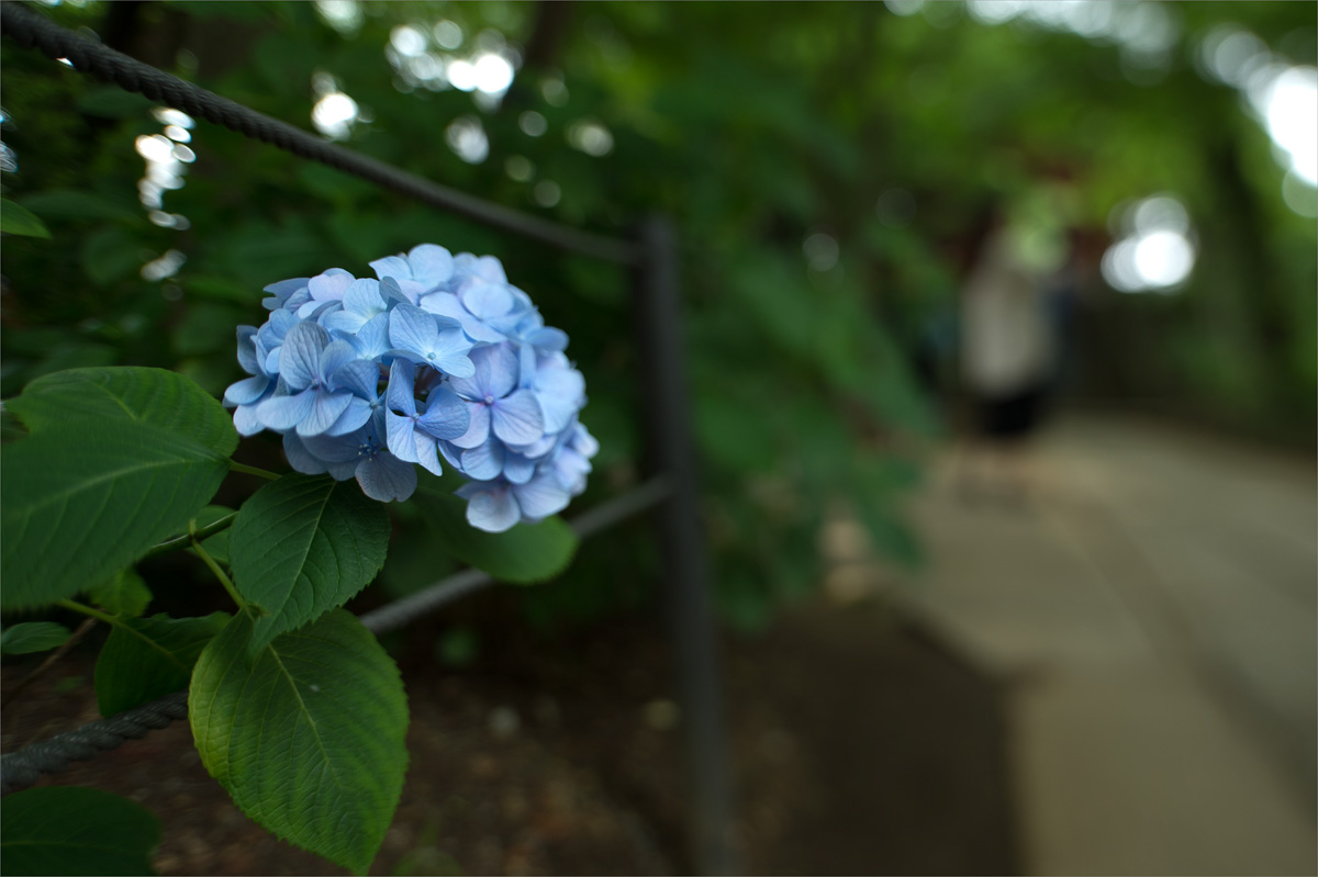 本土時の紫陽花_f0014815_6124788.jpg