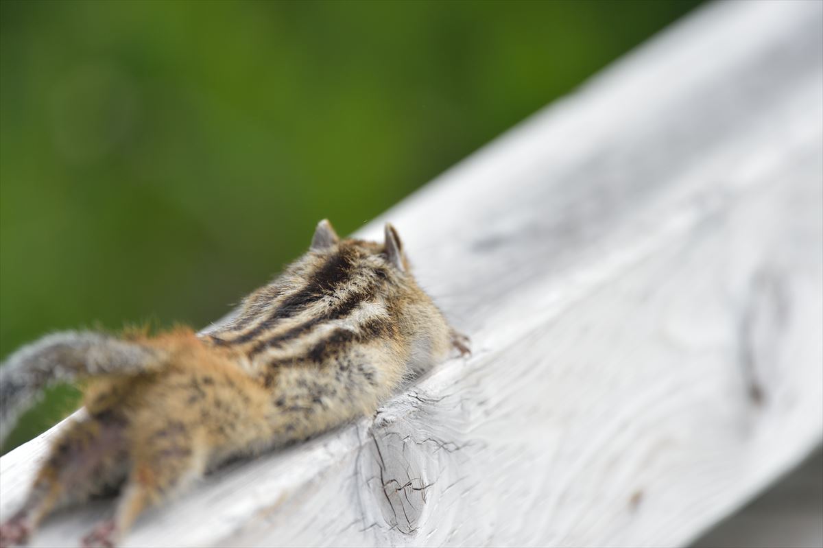 尻尾の毛の薄いシマリス やぁやぁ