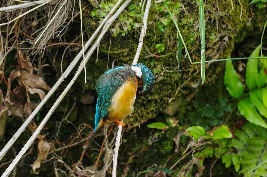 カワセミの♀、抱卵していなかった！_e0293921_2141756.jpg