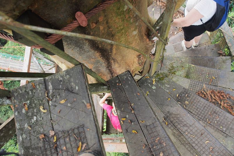 （２７）　キャノピー・ウォークウェイ/ Canopy Walkway　_c0369423_16464111.jpg