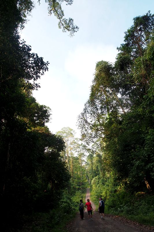 （２７）　キャノピー・ウォークウェイ/ Canopy Walkway　_c0369423_1651662.jpg