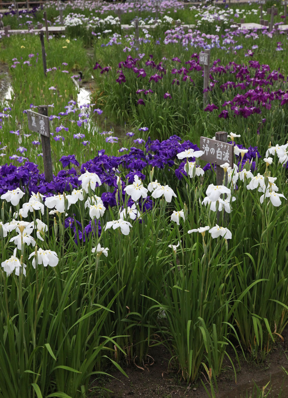 広陵町　馬見丘陵公園　花菖蒲_c0108146_21493049.jpg