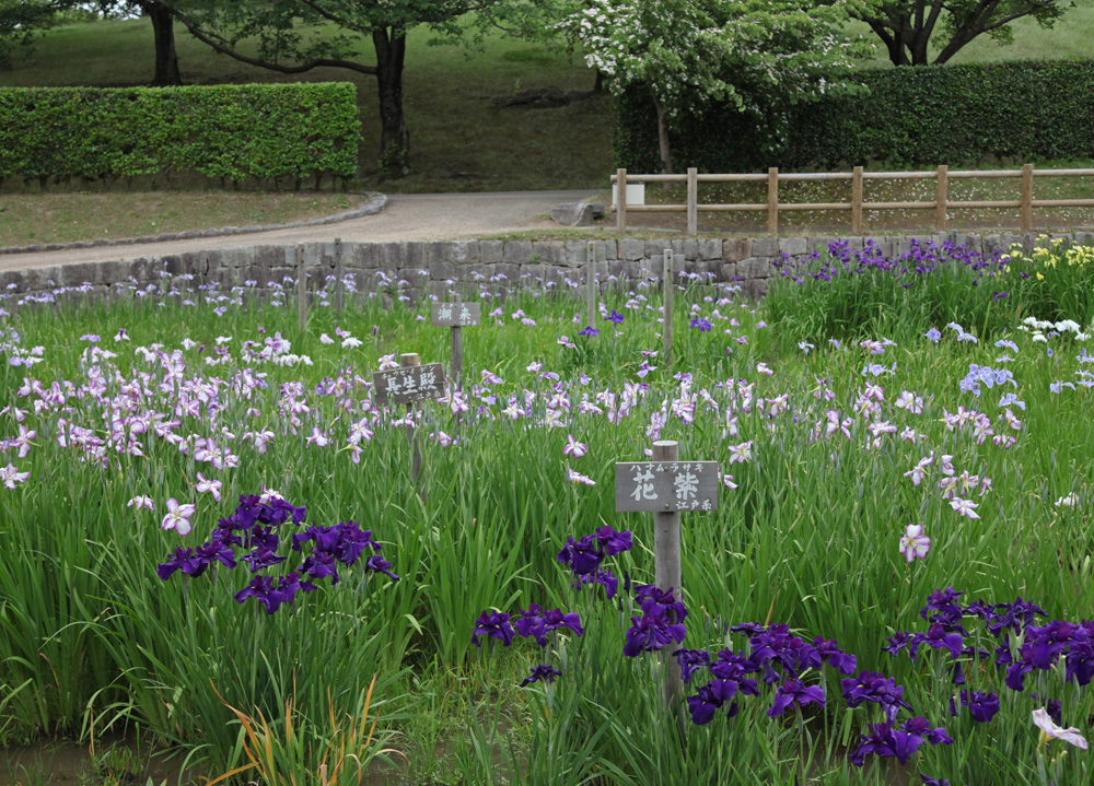 広陵町　馬見丘陵公園　花菖蒲_c0108146_2150552.jpg