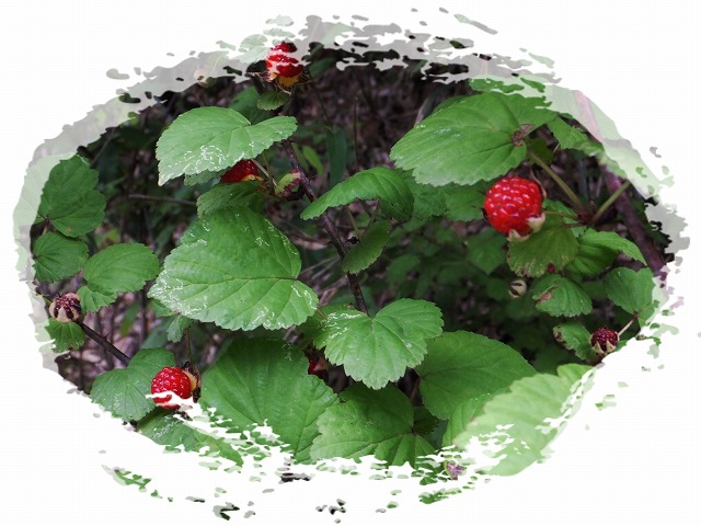 d0048350_10161981.jpg