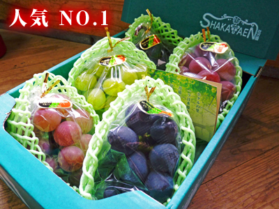 熊本ぶどう 社方園 7月7日の初出荷に向け、順調に色付き始めています!_a0254656_19395939.jpg