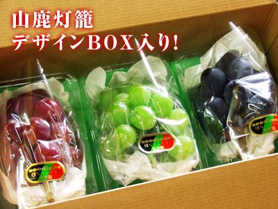熊本ぶどう 社方園 7月7日の初出荷に向け、順調に色付き始めています!_a0254656_2015112.jpg