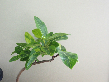 c0170957_1121615.jpg