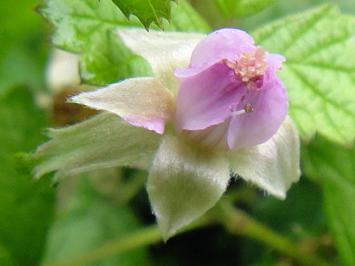 c0256558_942139.jpg